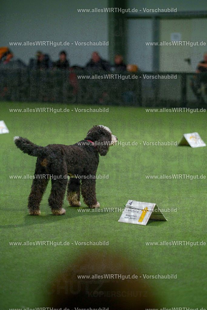 7R508045 | Professionelle Tierfotografie in Mönchengladbach von Daniel Wirth (allesWIRTHgut). Liebevolle & natürliche Bilder von Hunden & Katzen für unvergessliche Erinnerungen.