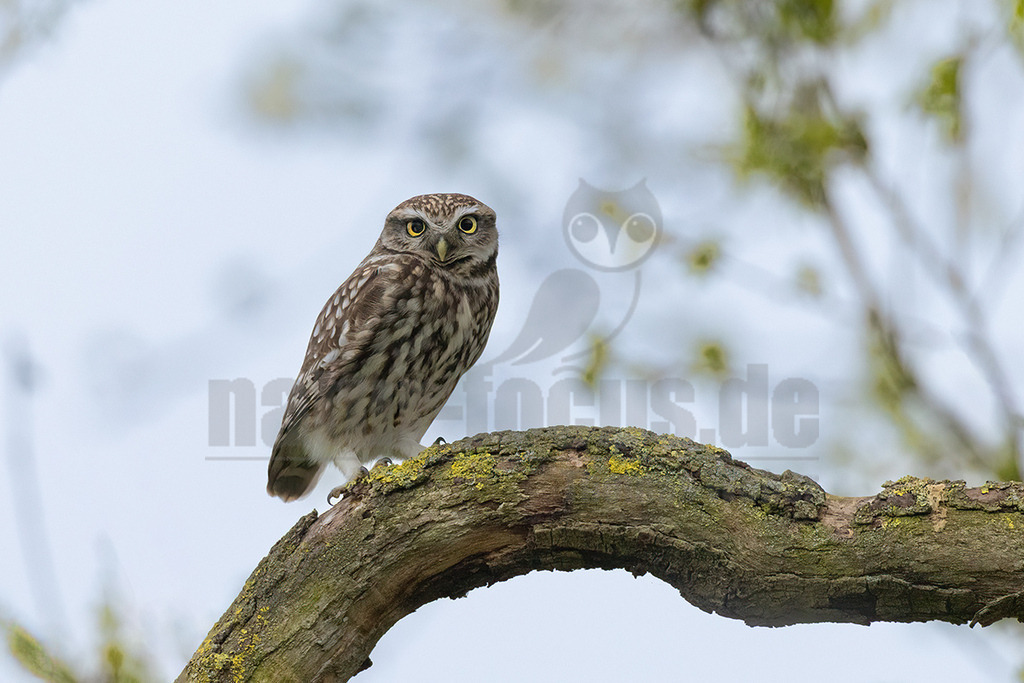 R6NF0660_20250418 | Der Steinkauz ist eine kleine, kurzschwänzige Eulenart aus der Familie der Eigentlichen Eulen. Das Verbreitungsgebiet des Steinkauzes erstreckt sich über Eurasien und Nordafrika. Er ist ein charakteristischer Bewohner der Baumsteppe mit spärlicher oder niedriger Vegetation und jagt bevorzugt auf dem Boden. - Realisiert mit Pictrs.com