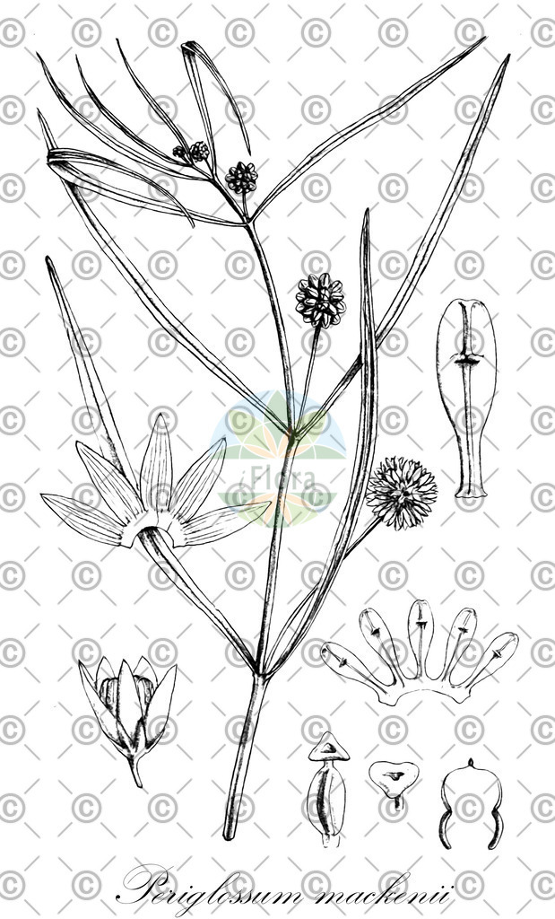 HistAbb_wfo-0000392081_1_ENZY_Simple | Historische Abbildung von Periglossum mackenii - Apocynaceae | Historical Illustration of Periglossum mackenii - Apocynaceae