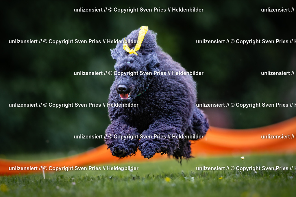 Sven Pries | 2026-05-14 - Hunderennen KA Durlach Vatertag 2026 - Realisiert mit Pictrs.com