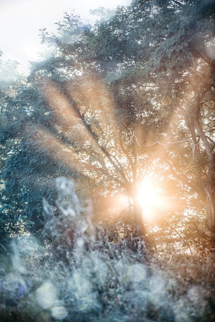 sunrise | Du suchst natürliche und atmosphärische Prints oder Leinwanddrucke? In diesem Shop gibt es alles, nur kein Mainstream. - Realisiert mit Pictrs.com