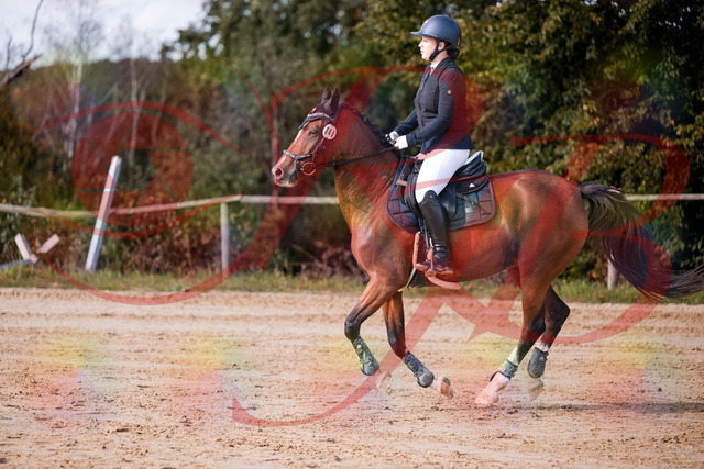 2026_10_03_Siefer-Hof_145724_Z81_39035980 | Professionelle Reitsport-, Turnier- und Eventfotografie von Robert Broda. Galerien mit ausgewählten und bearbeiteten Bildern direkt online ansehen und bestellen.