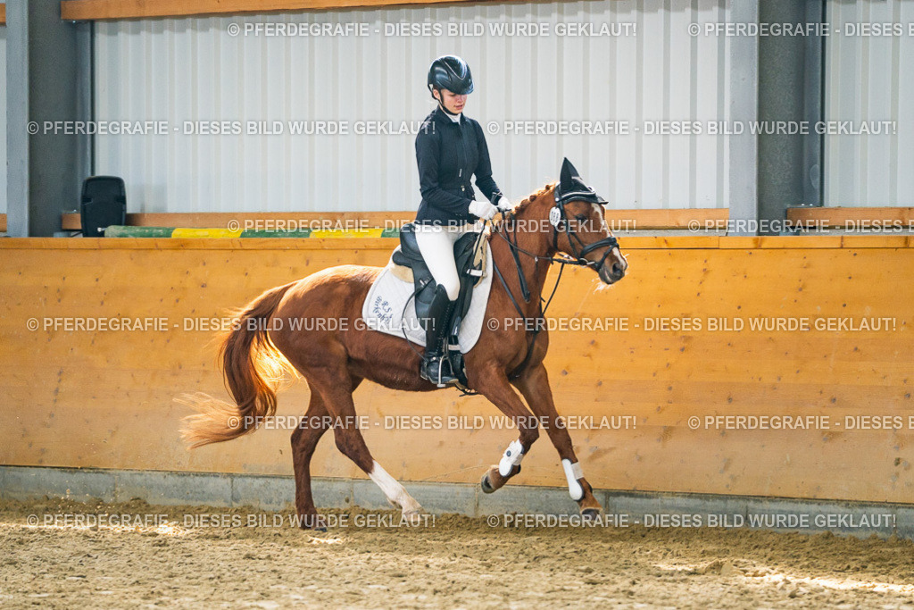 DSC01417 | Pferdegrafie