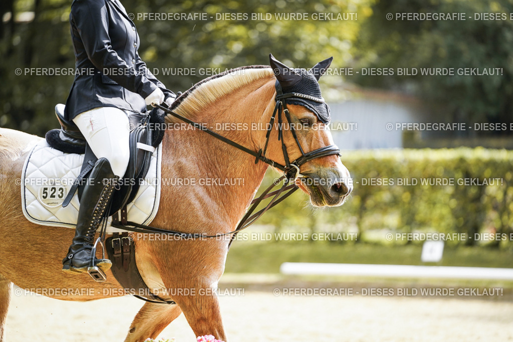 DSC01314 | Pferdegrafie