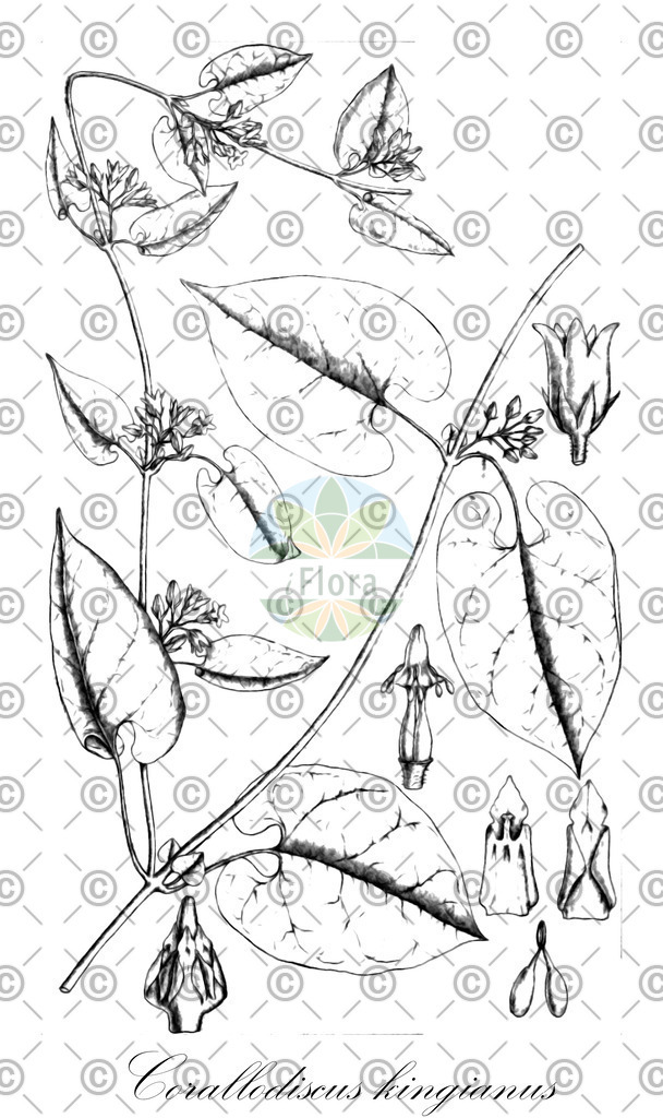 HistAbb_1639_1_FLORAD_SIMPLE | Historische Abbildung von Corallodiscus kingianus - Gesneriaceae | Historical Illustration of Corallodiscus kingianus - Gesneriaceae