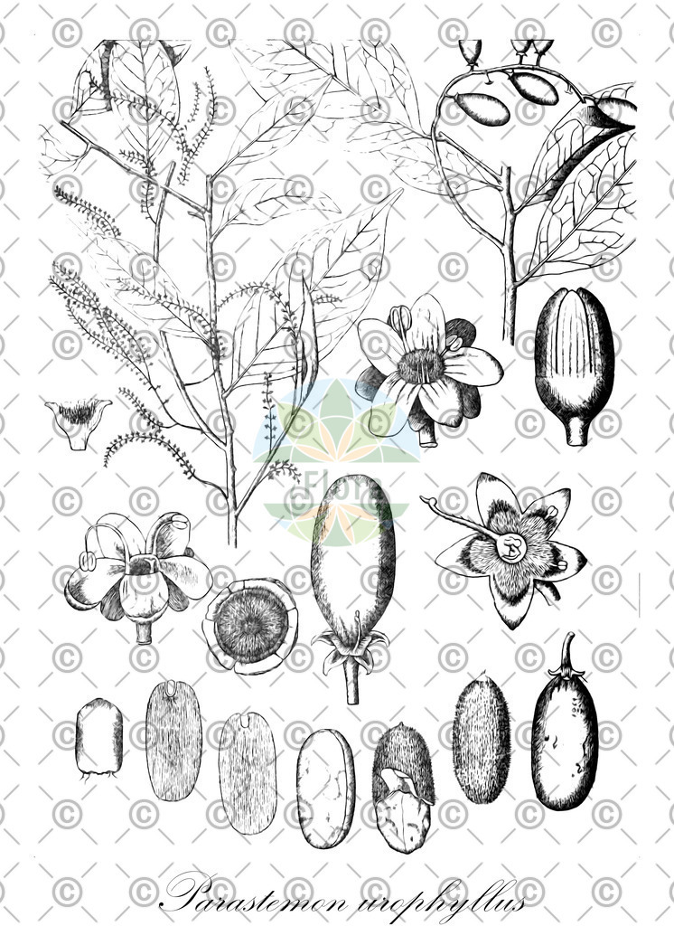 HistAbb_wfo-0000887107_1_ENZY_Simple | Historische Abbildung von Parastemon urophyllus - Chrysobalanaceae | Historical Illustration of Parastemon urophyllus - Chrysobalanaceae