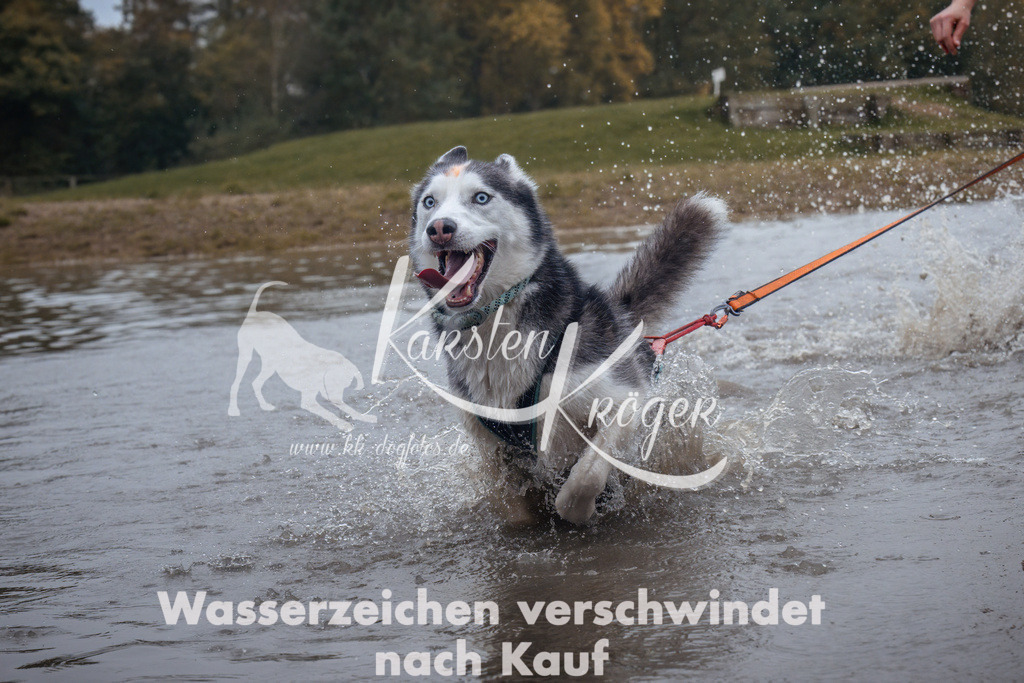 1304_ZZ92686 | kk-dogfotos