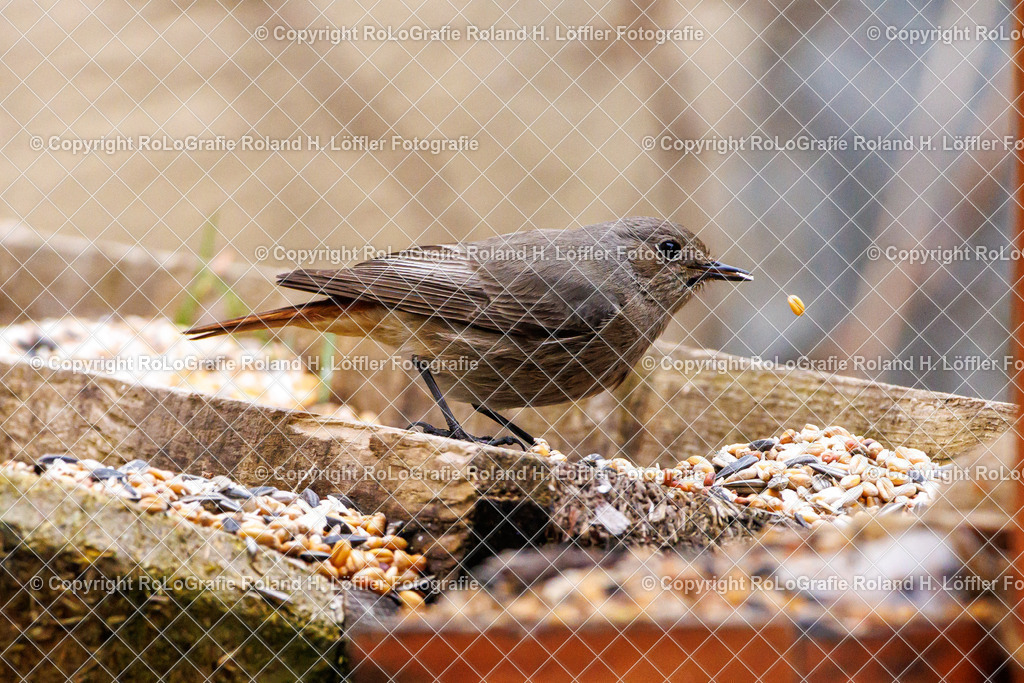 Wildvögel_02 | Singvogel in freier Natur im Garten - Realisiert mit Pictrs.com