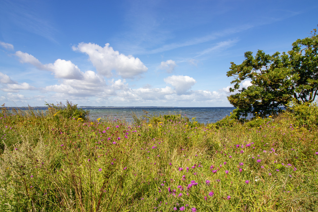 Wandbild: Geltinger Birk im Sommer | Dieses Wandbild im Querformat zeigt die Geltinger Birk im Sommer. Im Vordergrund stehen Gräser und Blumen direkt am Meer. Der blaue Himmel zeigt sommerliche Wolken. - Realisiert mit Pictrs.com