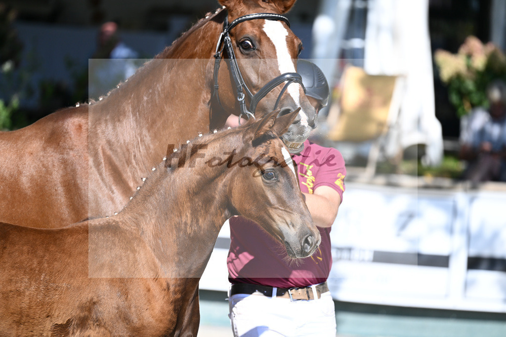 Praesentation Auktionsfohlen_36230273 | hf-fotografie - Realisiert mit Pictrs.com