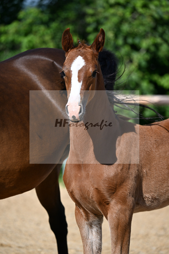 Kat-Nr. 4 Elastic x Quaterback_SF_Schuster_16250004 | hf-fotografie - Realisiert mit Pictrs.com