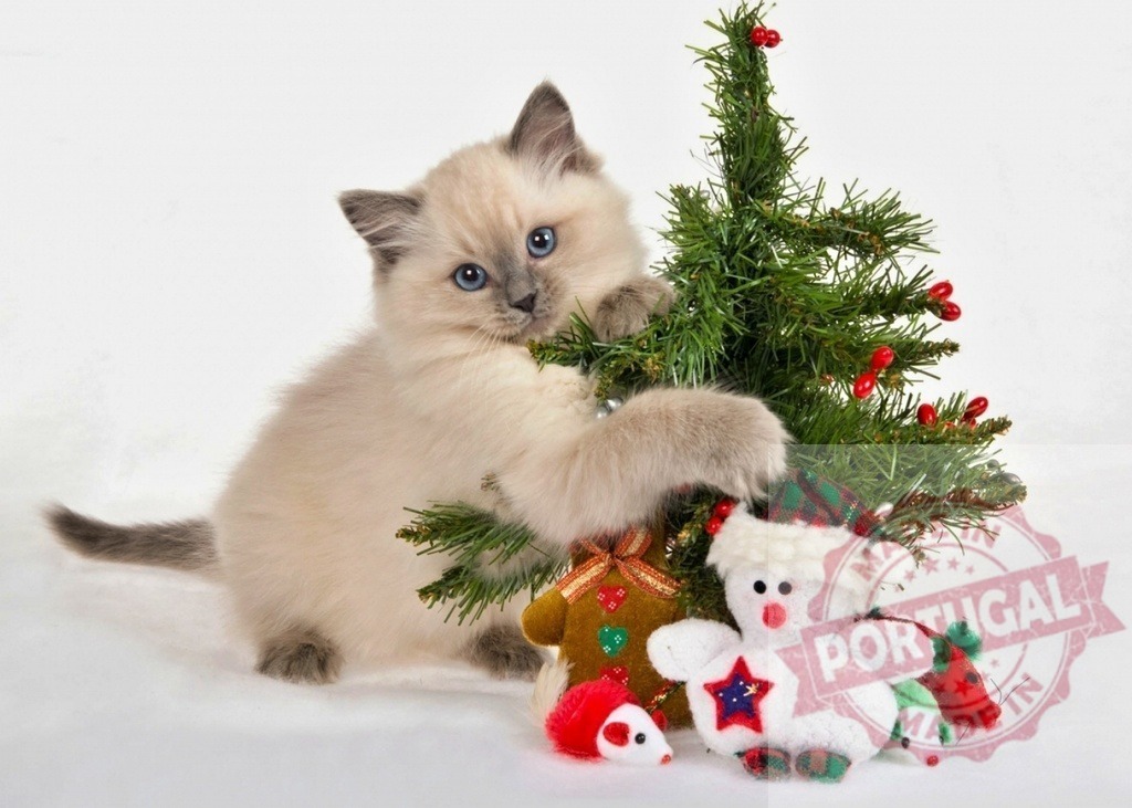 Ragdoll kitten playing with christmas tree and decorations | Cute ragdoll kitten playing with christmas tree, snowman and mouse toys on white background - Realized with Pictrs.com