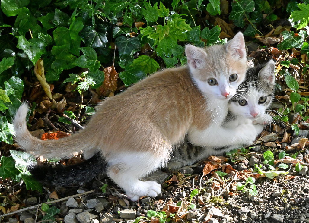 Katzen01 | lucisnaturbilder - Realisiert mit Pictrs.com