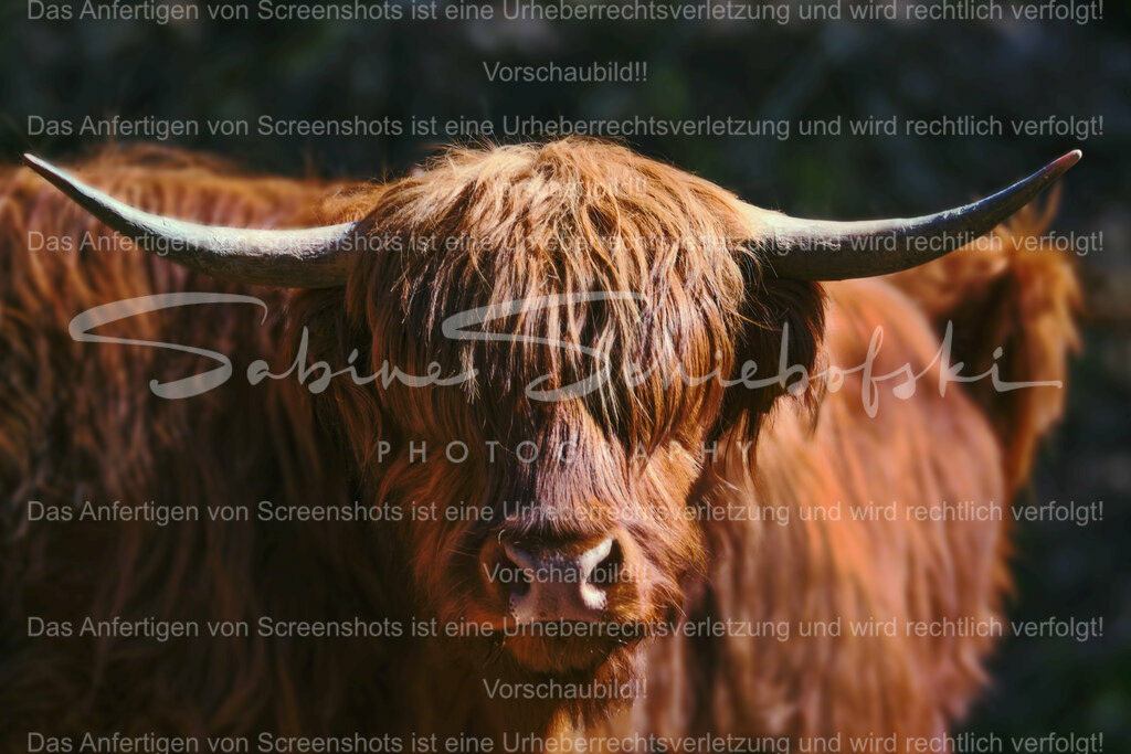 Wandbild Highlander "Big Horns" | People- und Tierfotografie, Imageaufnahmen, Veranstaltungsfotografie und Wandbilder aus der Natur ★ Made in Germany ✔️ Druck + Downloads ✔️ Naturfotografie in Top Qualität ★ schneller Versand, weltweite Lieferung! - Realisiert mit Pictrs.com