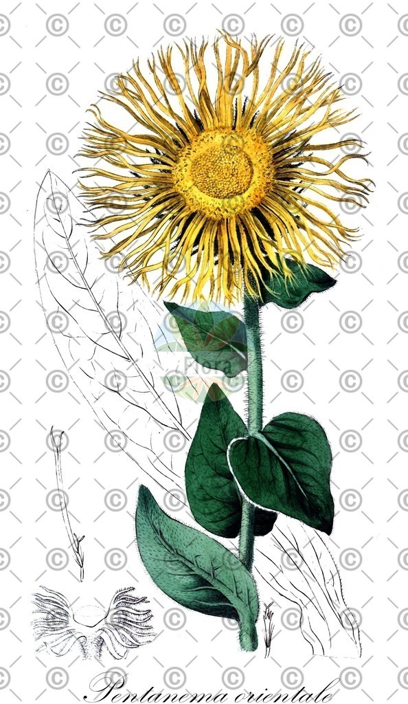 HistAbb_wfo-0001039270_1_ENZY_Simple | Historische Abbildung von Pentanema orientale - Asteraceae | Historical Illustration of Pentanema orientale - Asteraceae
