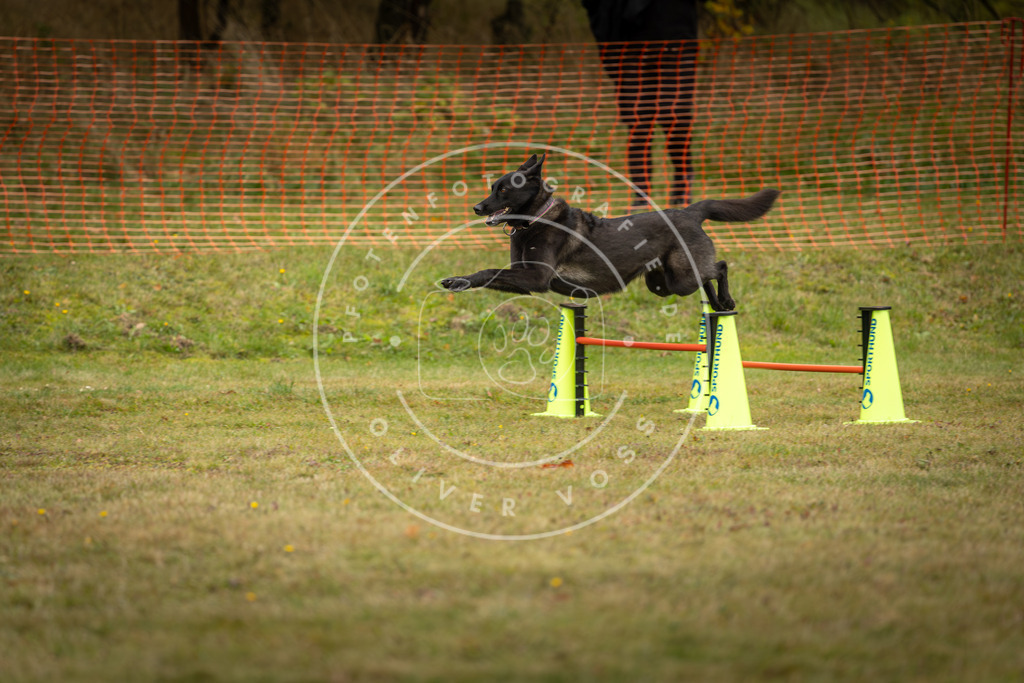 Pfotenfotografie_DV3A5702 | Hundefotografie, Tierfotograf, Pfotenfotografie, Fotoshooting Hund, Hunde Portrait, Hundesport, Hundeportraits, Heideshooting, Hunde, Sportfotograf, Hundefotograf, Turnierhundsport, THS,  - Realisiert mit Pictrs.com