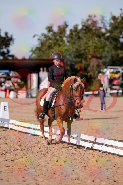 2026_10_03_Siefer-Hof_122041_Z81_20894230 | Professionelle Reitsport-, Turnier- und Eventfotografie von Robert Broda. Galerien mit ausgewählten und bearbeiteten Bildern direkt online ansehen und bestellen.