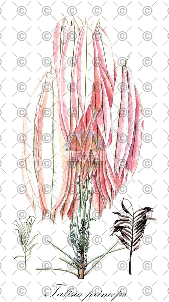 HistAbb_wfo-0000458614_1_ENZY_Simple | Historische Abbildung von Talisia princeps - Sapindaceae | Historical Illustration of Talisia princeps - Sapindaceae