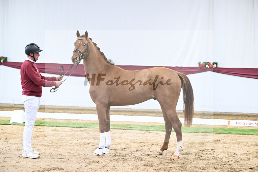 Kat-Nr. 19 My Blue Hors Santiano x Franklin_Denise Meier_47250515 | hf-fotografie - Realisiert mit Pictrs.com