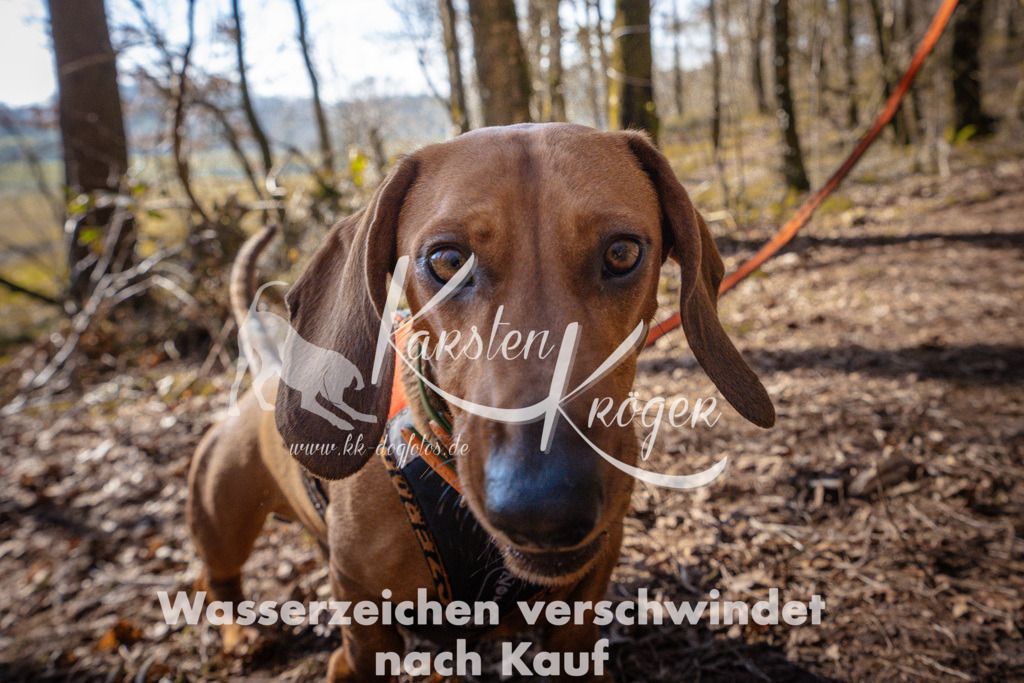 0921_ZZ97454 | kk-dogfotos