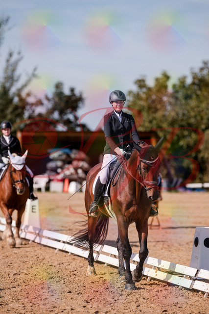 2026_10_03_Siefer-Hof_125937_Z81_50817222 | Professionelle Reitsport-, Turnier- und Eventfotografie von Robert Broda. Galerien mit ausgewählten und bearbeiteten Bildern direkt online ansehen und bestellen.