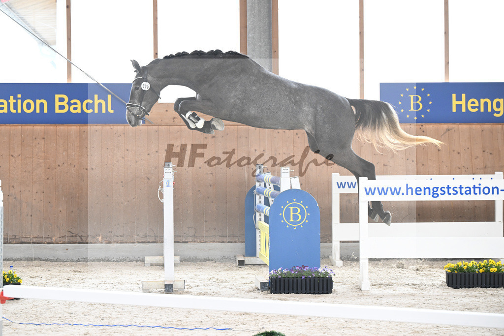 Kat-Nr. 5 Geyers Larimar v. Cizero Z_Geyer_5250287 | hf-fotografie - Realisiert mit Pictrs.com