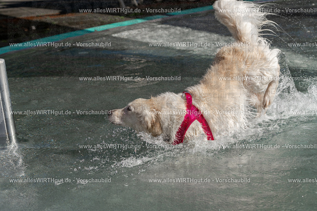 Hundeschwimmen_Volksbad_2026-allesWIRTHgut_Tierfotografie-2609061156-FAY06333 | Professionelle Tierfotografie in Mönchengladbach von Daniel Wirth (allesWIRTHgut). Liebevolle & natürliche Bilder von Hunden & Katzen für unvergessliche Erinnerungen.