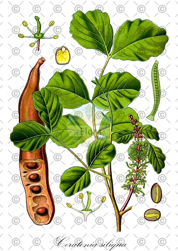 HistAbb_wfo-0000596407_1_ENZY_Simple | Historische Abbildung von Ceratonia siliqua - Fabaceae | Historical Illustration of Ceratonia siliqua - Fabaceae