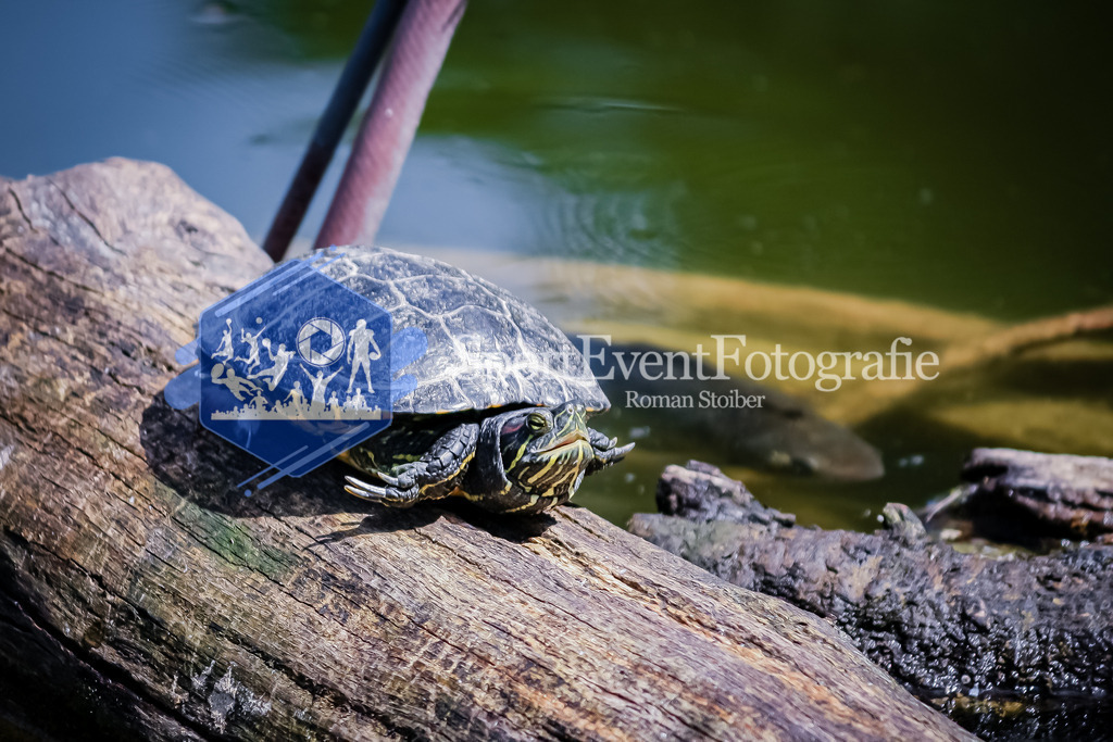 IMG_20100605_642 | SportEventFotografie - Roman Stoiber