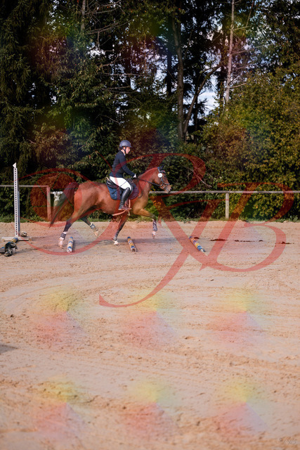 2026_10_03_Siefer-Hof_145627_Z81_37445821 | Professionelle Reitsport-, Turnier- und Eventfotografie von Robert Broda. Galerien mit ausgewählten und bearbeiteten Bildern direkt online ansehen und bestellen.
