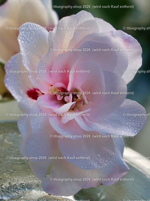 titusgraphy_P7072568-vz-ln | titusgraphy-shop: Geschenkideen mit Qualitätsfotos. titusgraphy-shop: gift ideas with quality photos. titusgraphy-shop: idées cadeaux avec photos de qualité.  - Realisiert mit Pictrs.com