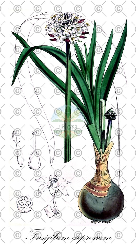 HistAbb_wfo-0000967641_1_ENZY_Simple | Historische Abbildung von Fusifilum depressum - Asparagaceae | Historical Illustration of Fusifilum depressum - Asparagaceae