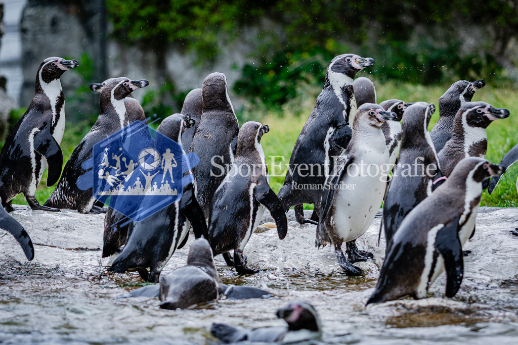 IMG_5569 | SportEventFotografie - Roman Stoiber