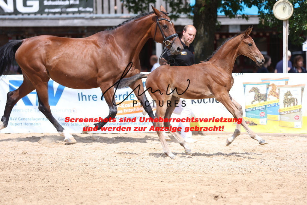 Fohlenschau_Schwäbisch_Hall_springbetonte_Fohlen_KN 19_14 | lmwpictures - Realisiert mit Pictrs.com