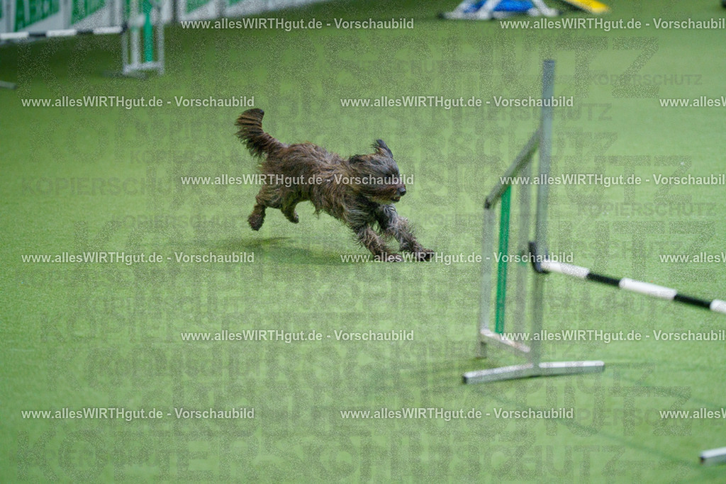 @allesWIRTHgut_Tierfotografie - www.allesWIRTHgut.de - 2604250851-7R507938 | Professionelle Tierfotografie in Mönchengladbach von Daniel Wirth (allesWIRTHgut). Liebevolle & natürliche Bilder von Hunden & Katzen für unvergessliche Erinnerungen.