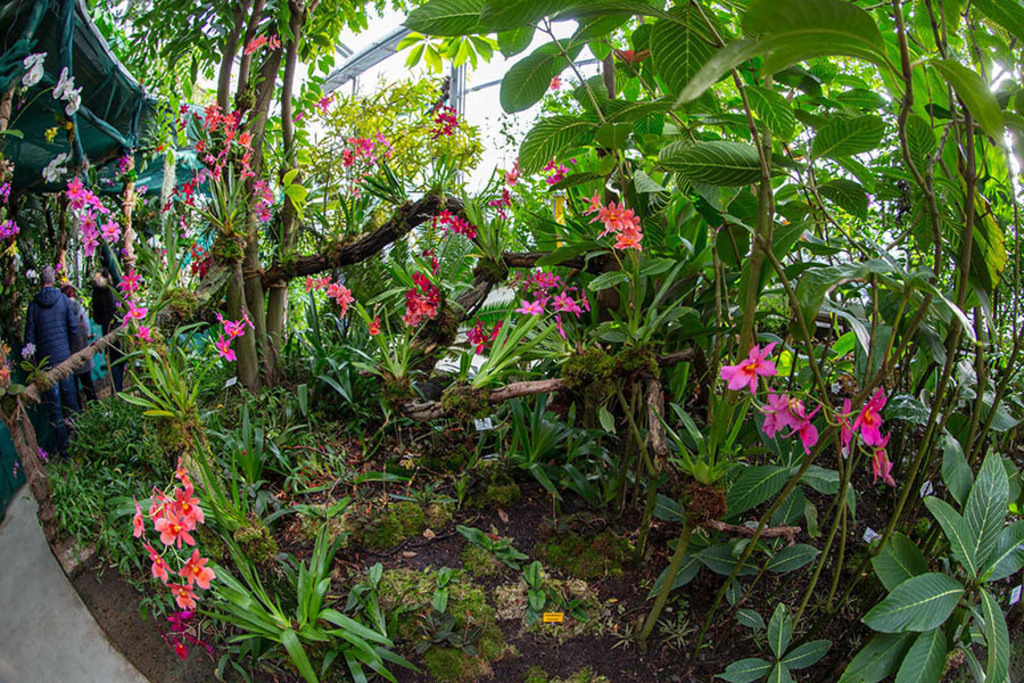 Orchideenschau im Botanischen Garten der Universität Leipzig | Entdecke über 20 Kategorien Leipzig-Motive: Foto-Downloads, hochwertige Poster, Leinwand- & Fine-Art-Prints. Jetzt Lieblingsfoto im Bildlexikon Leipzig Shop bestellen!