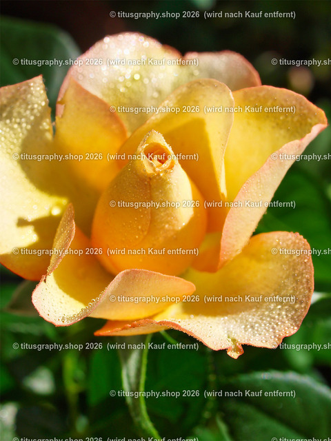 titusgraphy_P7173131-vz-ln | titusgraphy-shop: Geschenkideen mit Qualitätsfotos. titusgraphy-shop: gift ideas with quality photos. titusgraphy-shop: idées cadeaux avec photos de qualité.  - Realisiert mit Pictrs.com