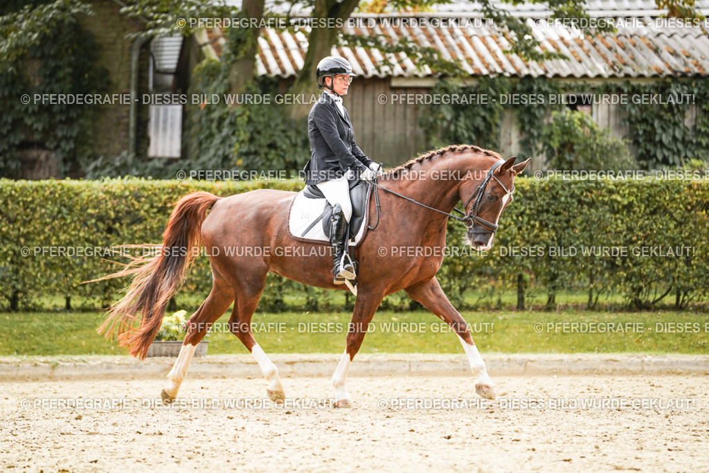 DSC01588 | Pferdegrafie