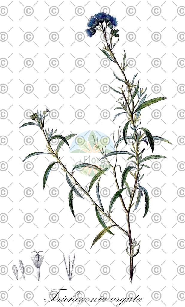 HistAbb_wfo-0001036000_2_ENZY_Simple | Historische Abbildung von Trichogonia arguta - Asteraceae | Historical Illustration of Trichogonia arguta - Asteraceae