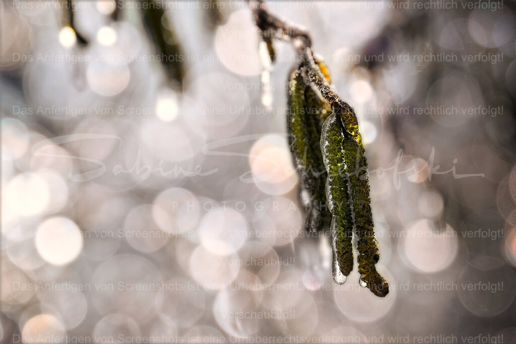 Im Eis | People- und Tierfotografie, Imageaufnahmen, Veranstaltungsfotografie und Wandbilder aus der Natur ★ Made in Germany ✔️ Druck + Downloads ✔️ Naturfotografie in Top Qualität ★ schneller Versand, weltweite Lieferung! - Realisiert mit Pictrs.com