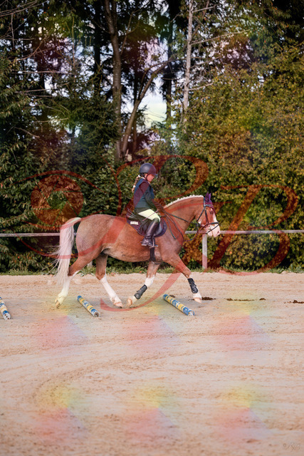 2026_10_03_Siefer-Hof_144417_Z81_17923869 | Professionelle Reitsport-, Turnier- und Eventfotografie von Robert Broda. Galerien mit ausgewählten und bearbeiteten Bildern direkt online ansehen und bestellen.