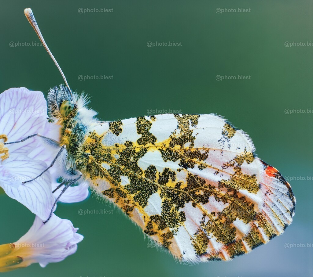 IMGL2566 | photobiest - Realisiert mit Pictrs.com