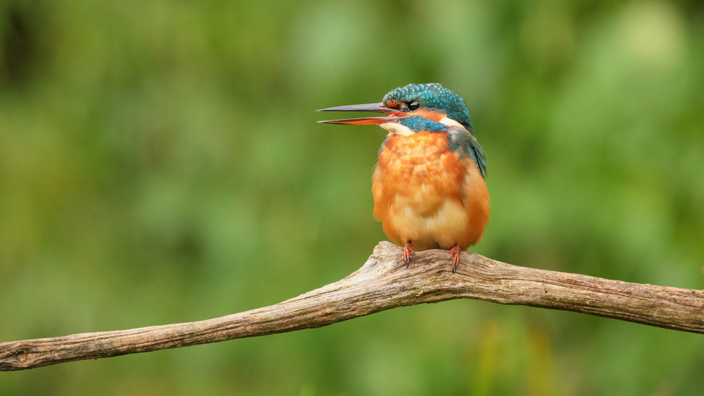 Wandbild: Farbenfroher Eisvogel auf einem Ast | Dieses Wandbild zeigt einen lebhaften Eisvogel, der auf einem Ast sitzt und seinen Schnabel geöffnet hat. Das Bild fängt die prächtigen Farben des Vogels ein – sein leuchtend blaues Gefieder und seine orangefarbene Brust heben sich deutlich vom weichen, grünen Hintergrund ab. Die unscharfe Naturkulisse betont die Details des Eisvogels und bringt seine natürliche Schönheit und Eleganz zur Geltung. Dieses Bild bringt einen Hauch von Natur und Lebendigkeit in jeden Raum und erinnert an die friedliche Schönheit der Tierwelt.
