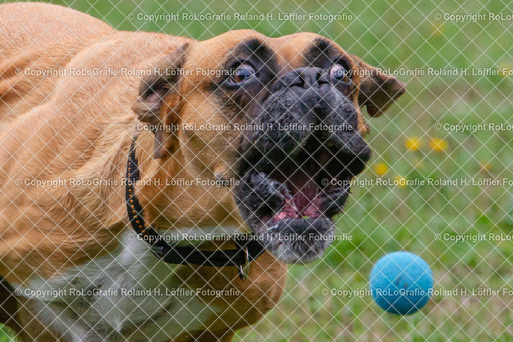 Hund_12 | Boxer fängt blauen Ball. - Realisiert mit Pictrs.com