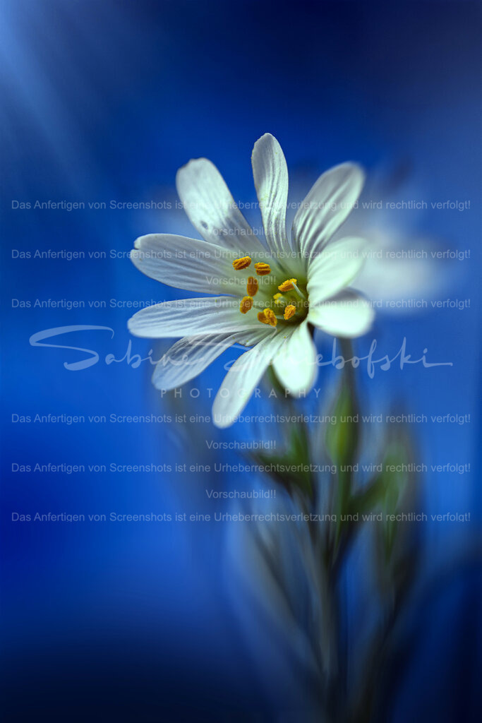 Sternmiere | People- und Tierfotografie, Imageaufnahmen, Veranstaltungsfotografie und Wandbilder aus der Natur ★ Made in Germany ✔️ Druck + Downloads ✔️ Naturfotografie in Top Qualität ★ schneller Versand, weltweite Lieferung! - Realisiert mit Pictrs.com