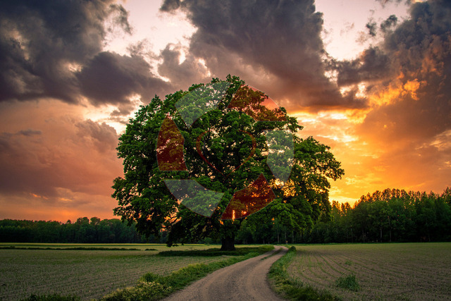 Friesneiche | Heimatbilder.at, Bilder aus unserem Daheim für dein Daheim. Für Sonderwünsche bitte das Kontaktformular auf www.heimatbilder.at benutzen. - Realisiert mit Pictrs.com