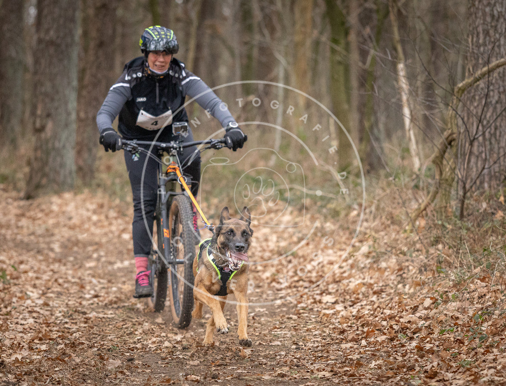 Pfotenfotografie_DV3A6366 | Hundefotografie, Tierfotograf, Pfotenfotografie, Fotoshooting Hund, Hunde Portrait, Hundesport, Hundeportraits, Heideshooting, Hunde, Sportfotograf, Hundefotograf, Turnierhundsport, THS,  - Realisiert mit Pictrs.com