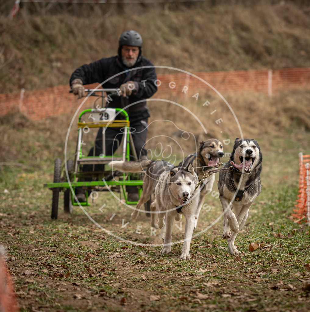 Pfotenfotografie_DV3A8393 | Hundefotografie, Tierfotograf, Pfotenfotografie, Fotoshooting Hund, Hunde Portrait, Hundesport, Hundeportraits, Heideshooting, Hunde, Sportfotograf, Hundefotograf, Turnierhundsport, THS,  - Realisiert mit Pictrs.com
