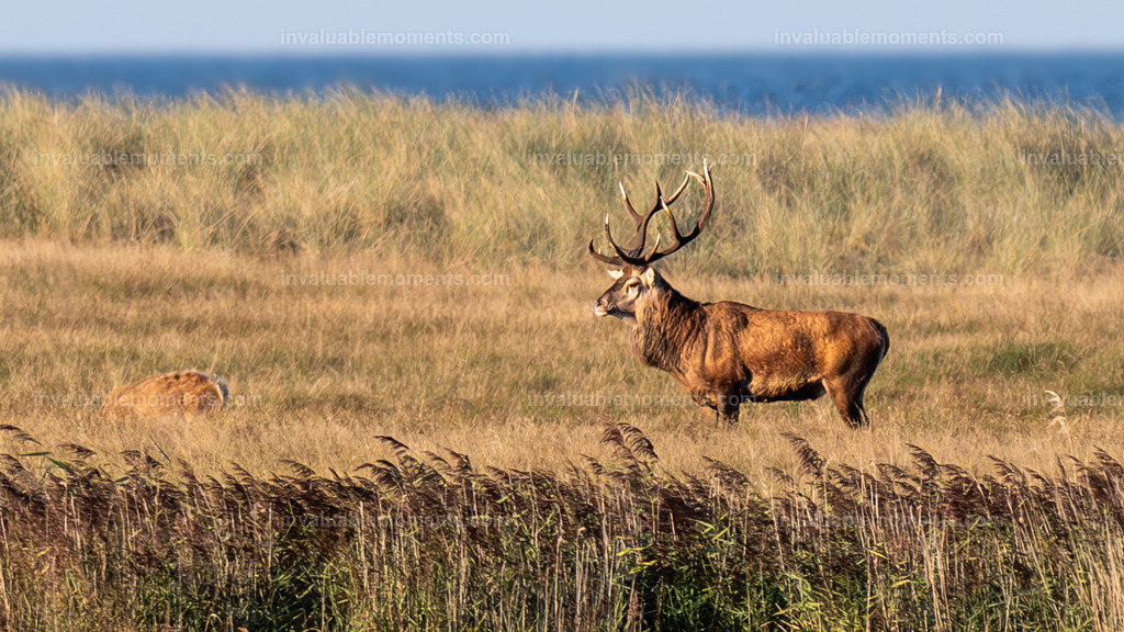 DSC_4719 | invaluablemoments.com - Realisiert mit Pictrs.com