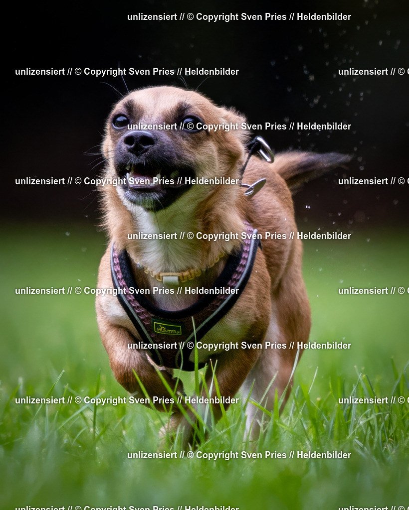 Sven Pries | 2024-10-19 - Hunderennen Ober-Grombach - Realisiert mit Pictrs.com